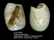 Philine denticulata (2)